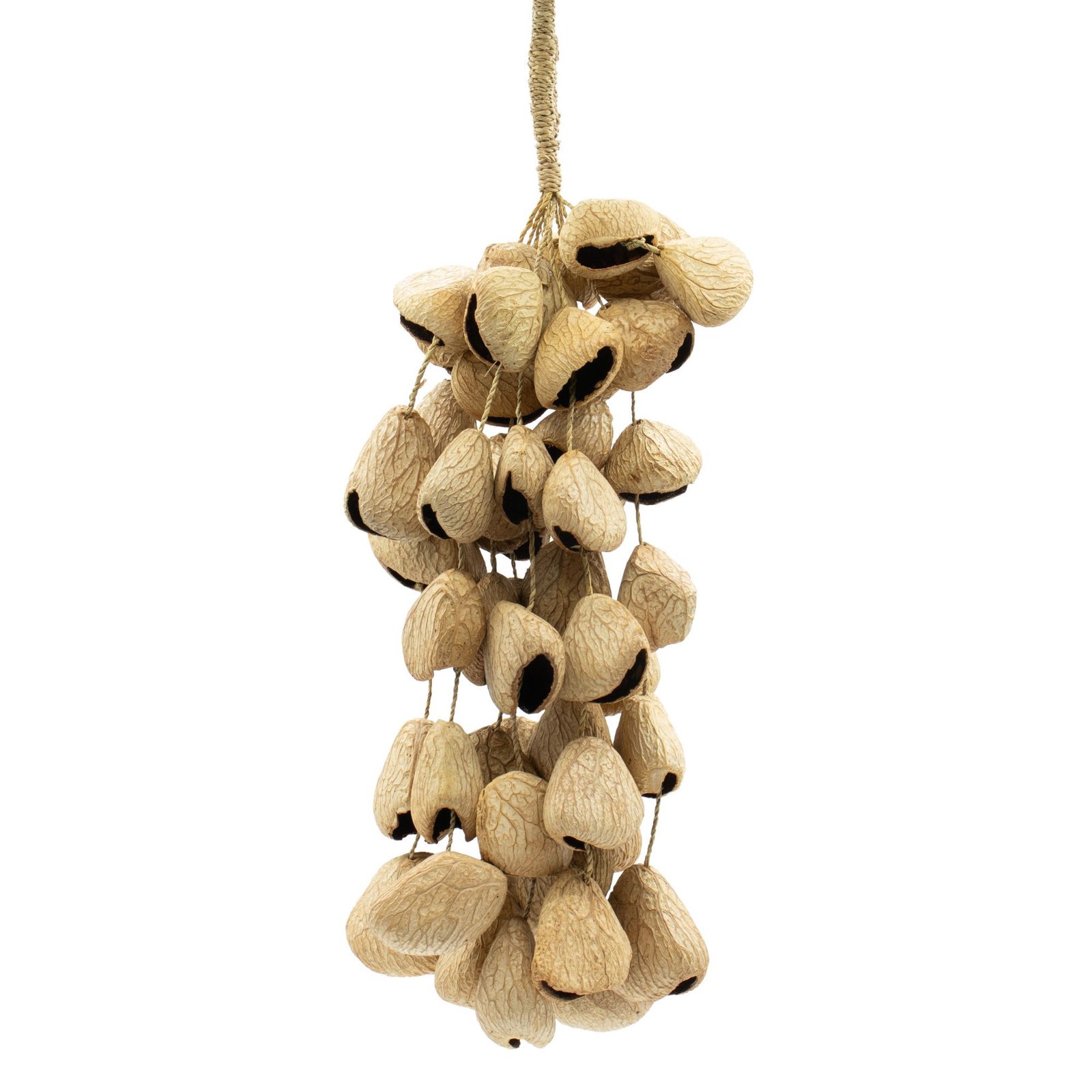 Large Pangi Seed Shell - Natural Nut Shaker (50 Shells) - Billede 6