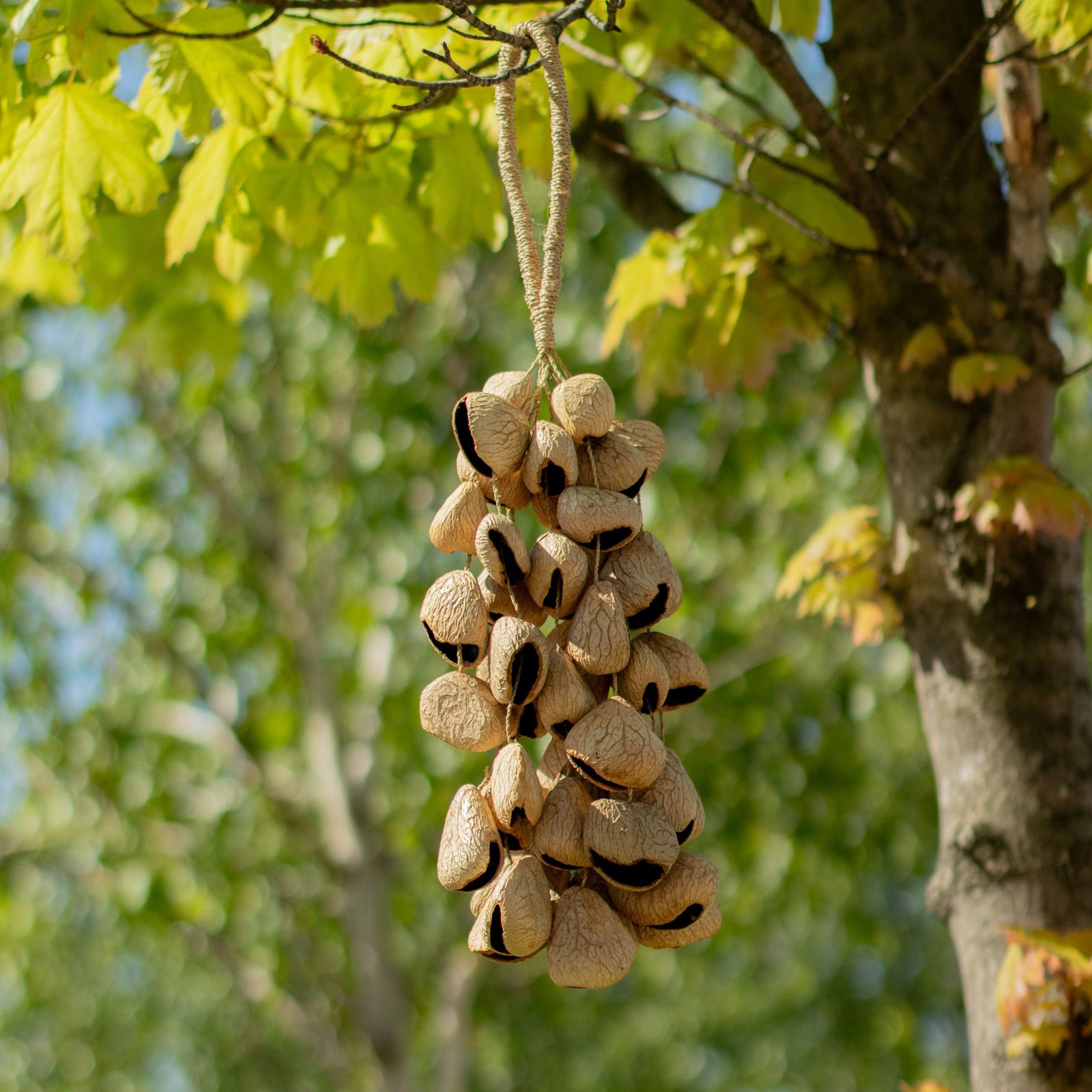 Large Pangi Seed Shell - Natural Nut Shaker (50 Shells) - Billede 4