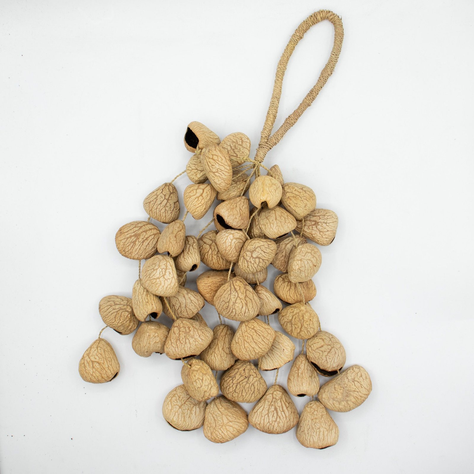 Large Pangi Seed Shell - Natural Nut Shaker (50 Shells) - Billede 5