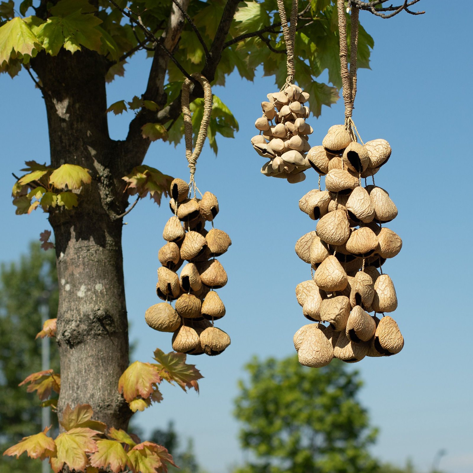 Large Pangi Seed Shell - Natural Nut Shaker (50 Shells) - Billede 3