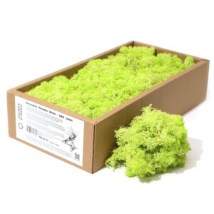Kvalitets Dekorationsrensdyrmos - Mintgrøn - 635g Boks