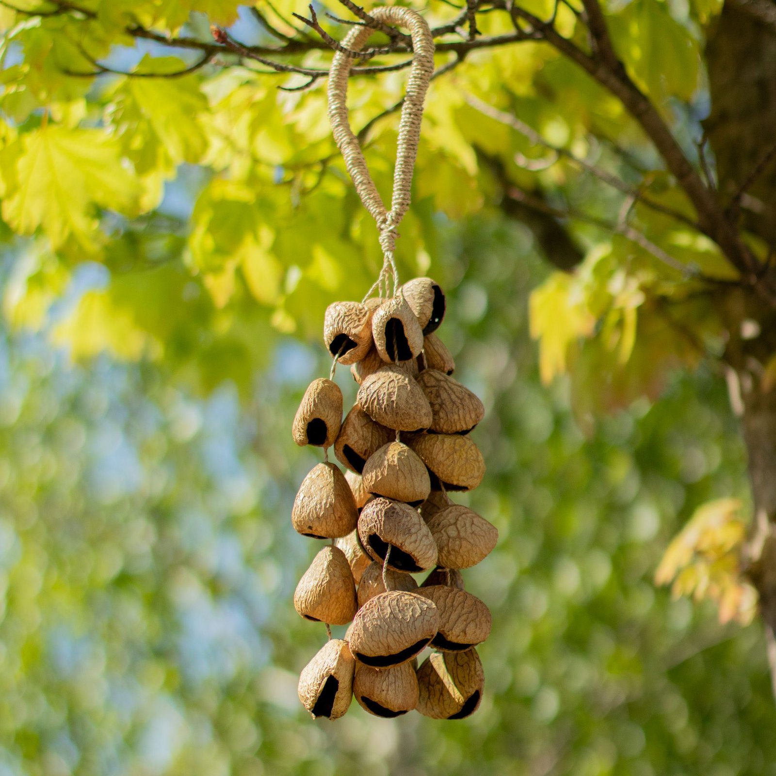 Kenari Shell Long Rattle (50 Shells) - Billede 6
