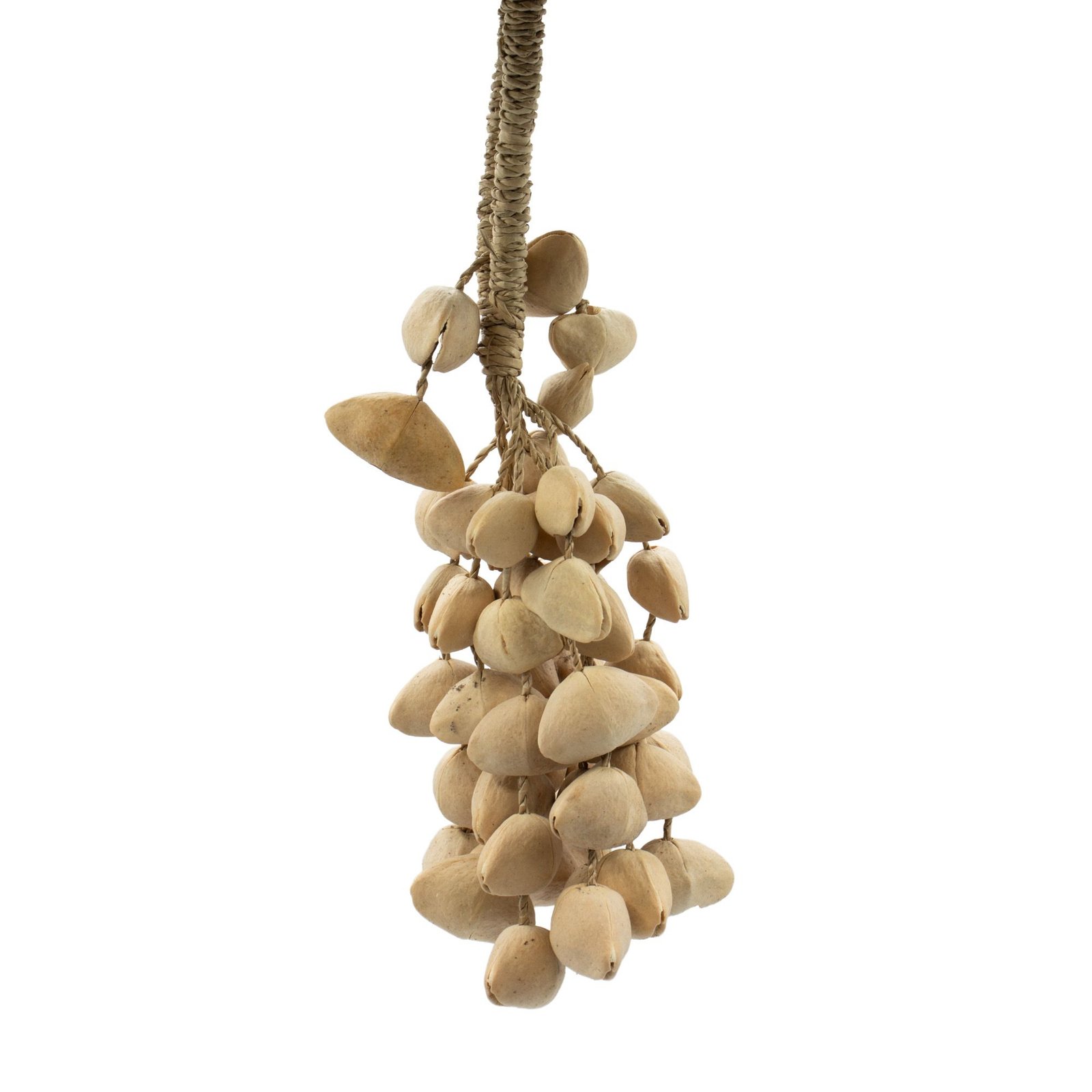 Kenari Shell Long Rattle (50 Shells) - Billede 2