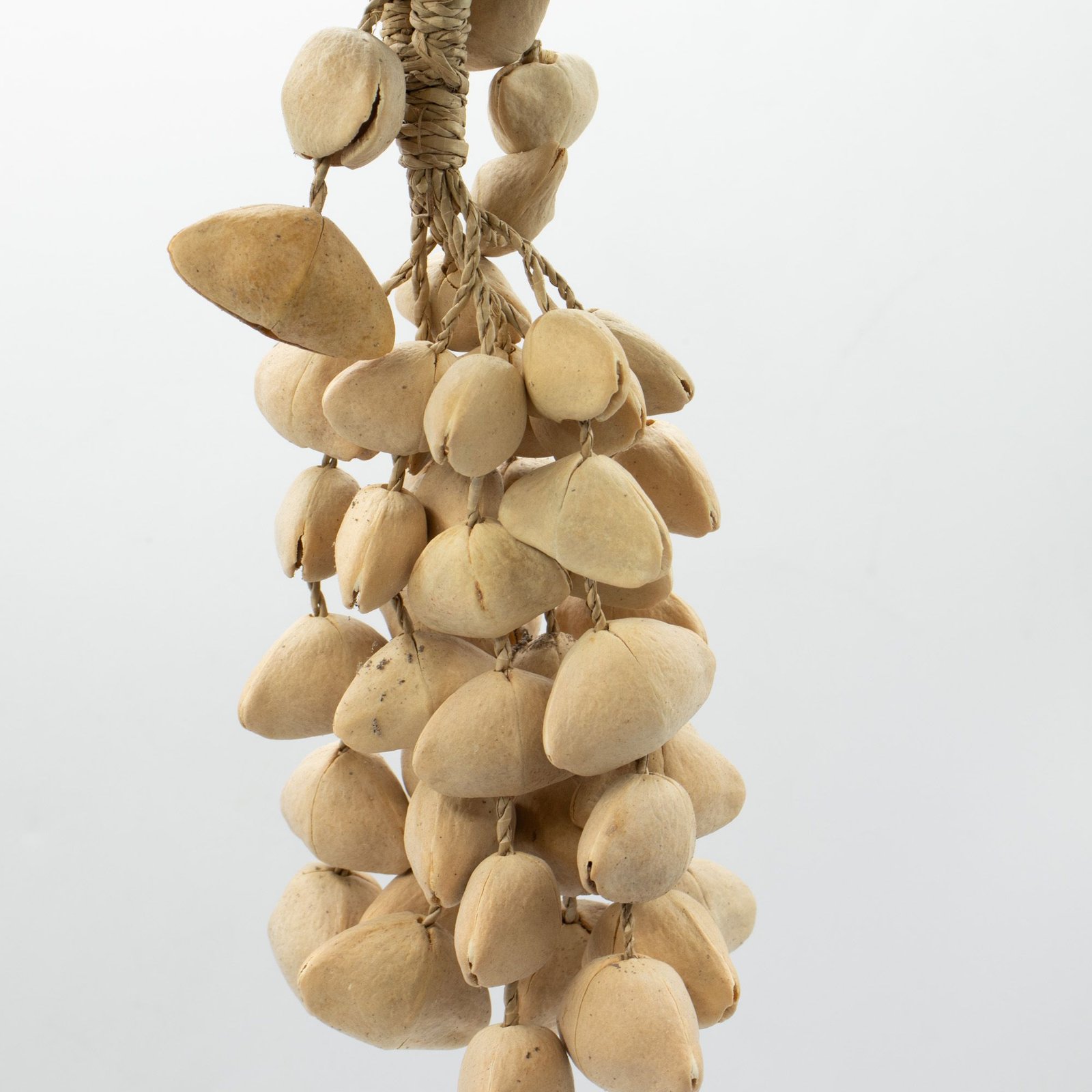 Kenari Shell Long Rattle (50 Shells) - Billede 3