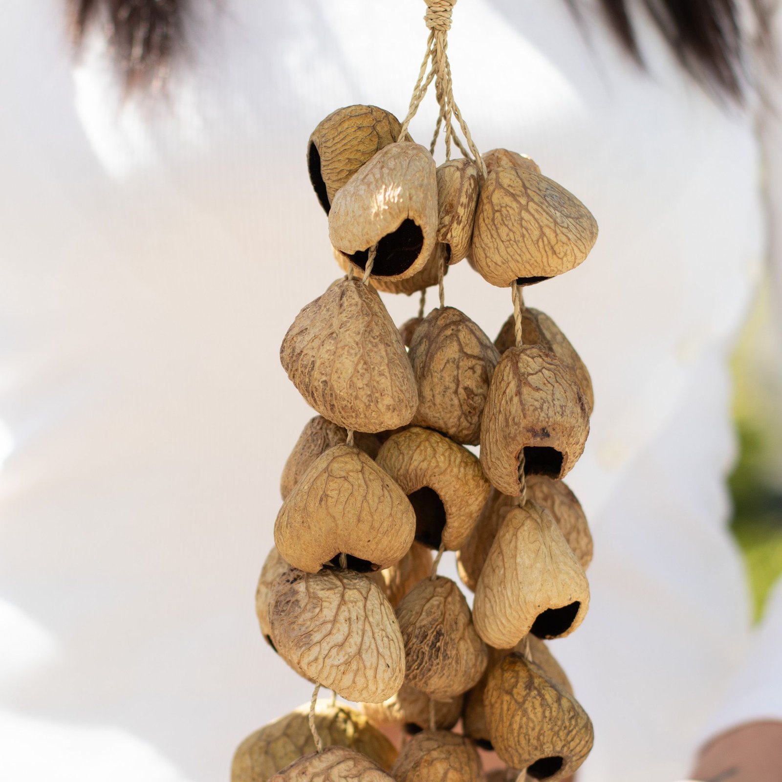 Kenari Shell Long Rattle (50 Shells) - Billede 5